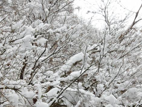 イカル、アトリ