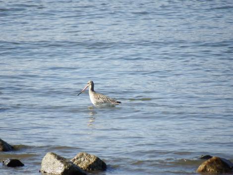 オオソリハシシギ