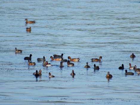 ヒドリガモとオオバン