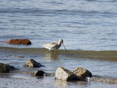 オオソリハシシギ