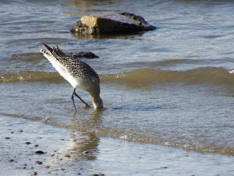 オオソリハシシギ