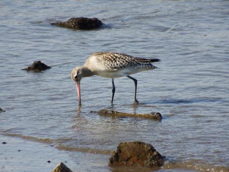 オオソリハシシギ