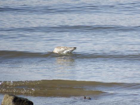 オオソリハシシギ