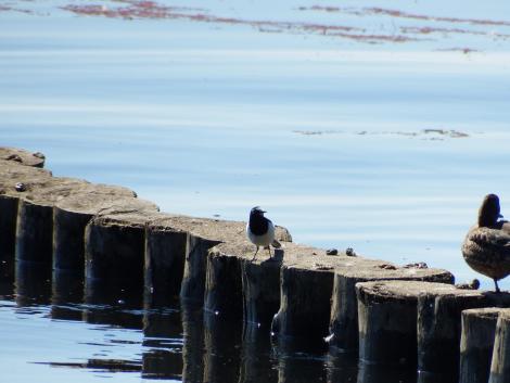 セグロセキレイ