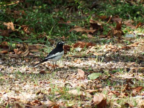 セグロセキレイ