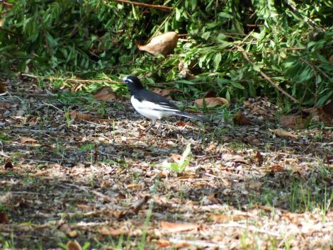 セグロセキレイ