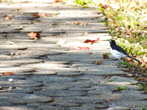 セグロセキレイ