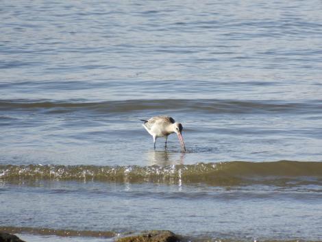 オオソリハシシギ