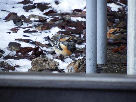 叡電 鞍馬駅のアトリ