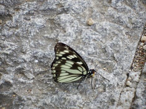 ゴマダラチョウ