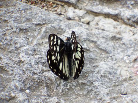 ゴマダラチョウ