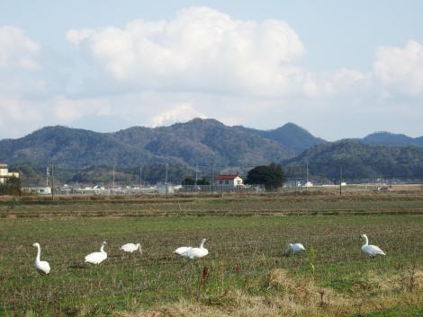 大山とコハクチョウ