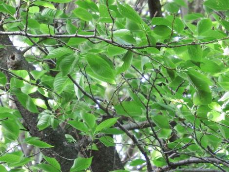 メボソムシクイ