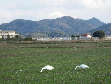 大山とコハクチョウ
