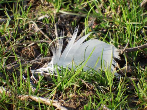 コハクチョウの羽