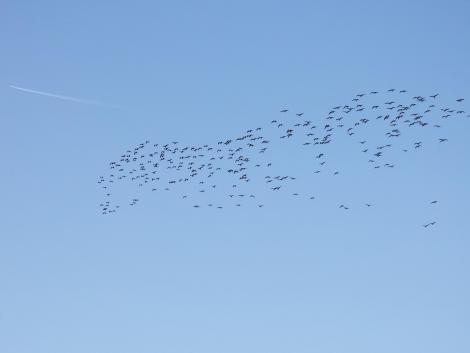飛行機とマガン