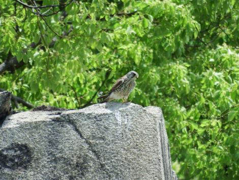 チョウゲンボウ
