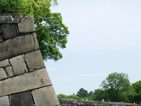 チョウゲンボウ