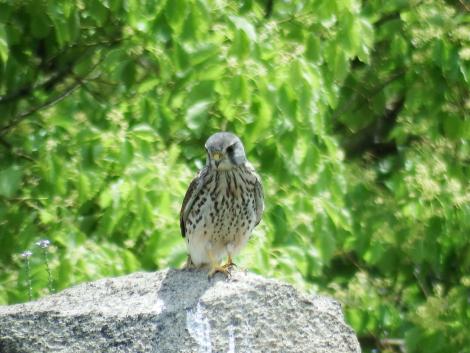 チョウゲンボウ