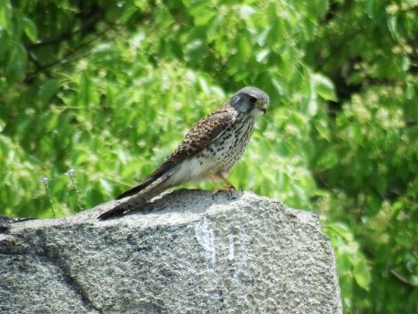 チョウゲンボウ