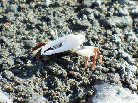 ハクセンシオマネキ