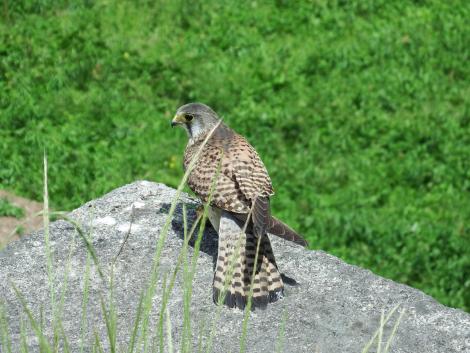 チョウゲンボウ