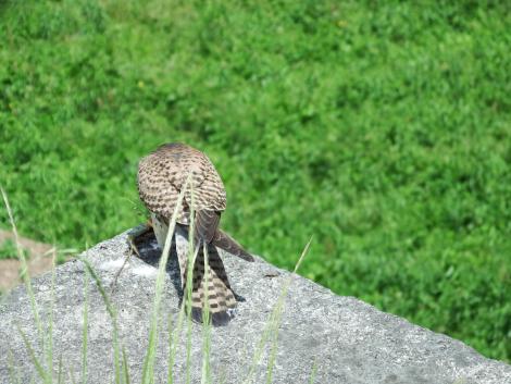 チョウゲンボウ