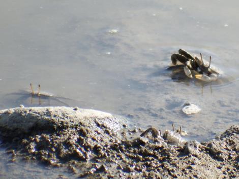 ヤマトオサガニ