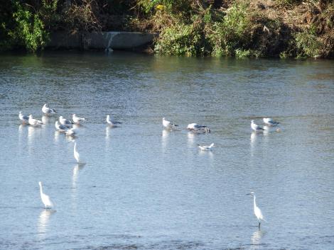 姉川のコサギとユリカモメ