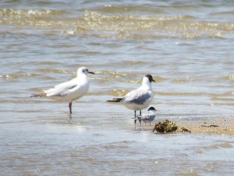 ユリカモメ、コアジサシ