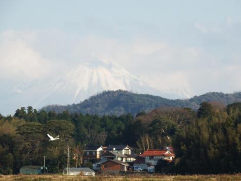 大山とコハクチョウ
