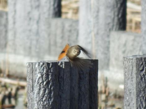 ジョウビタキ（トリミング）