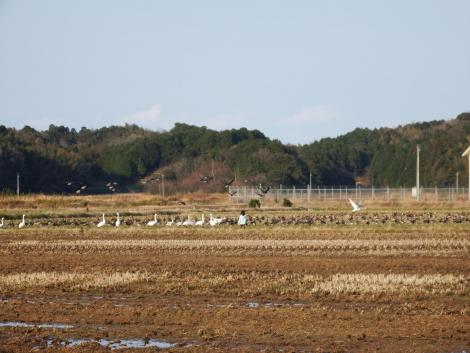 コハクチョウとマガン