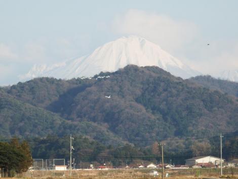 大山とコハクチョウ