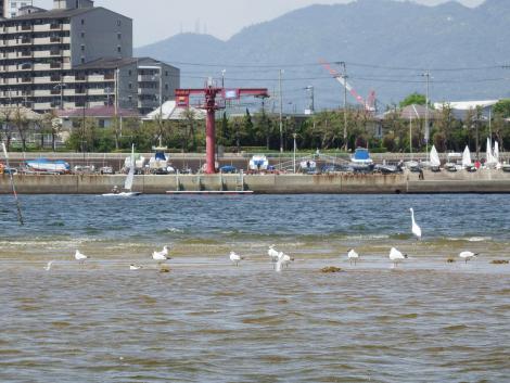コアジサシ、ユリカモメ、ダイサギ