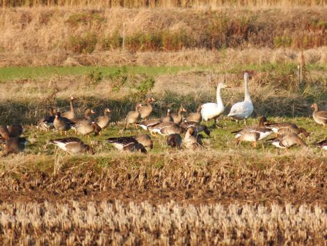 コハクチョウとマガン