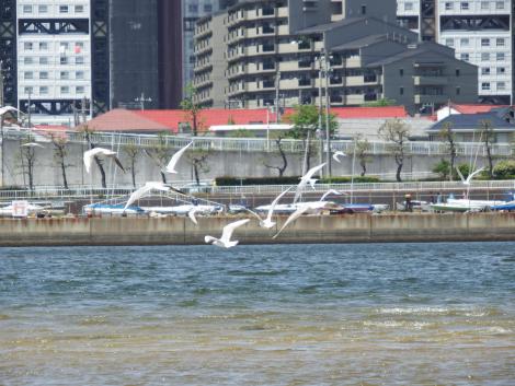 コアジサシ、ユリカモメ