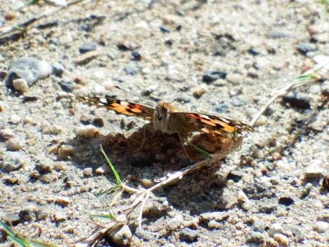 ヒメアカタテハ