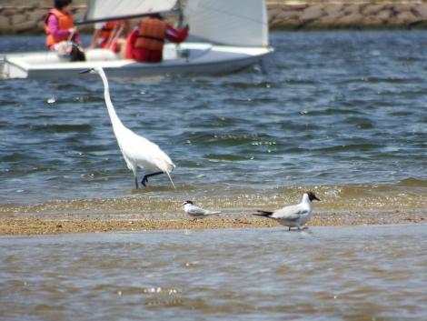 コアジサシ、ユリカモメ、ダイサギ