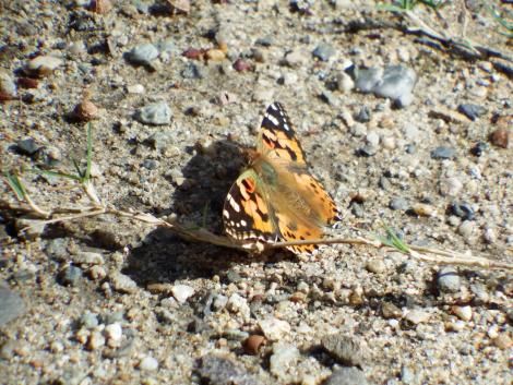 ヒメアカタテハ