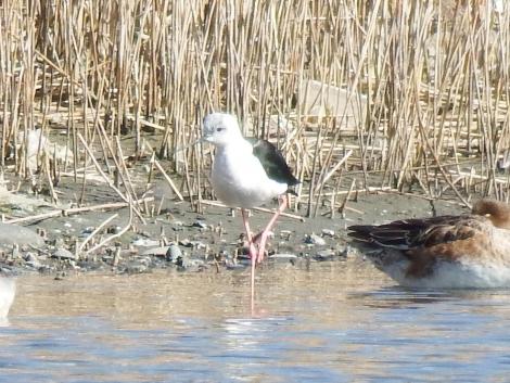セイタカシギ（トリミング）