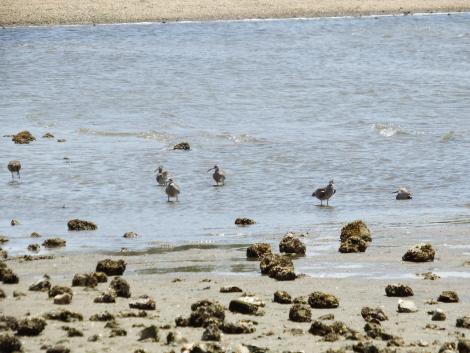 チュウシャクシギ