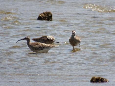 チュウシャクシギ