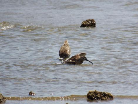 チュウシャクシギ