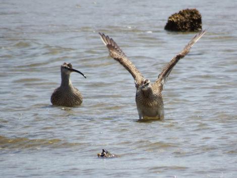 チュウシャクシギ
