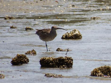 チュウシャクシギ