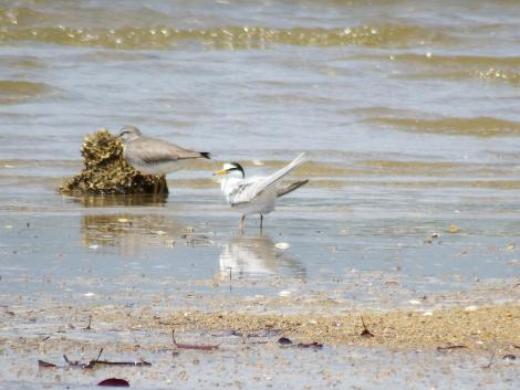 キアシシギとコアジサシ