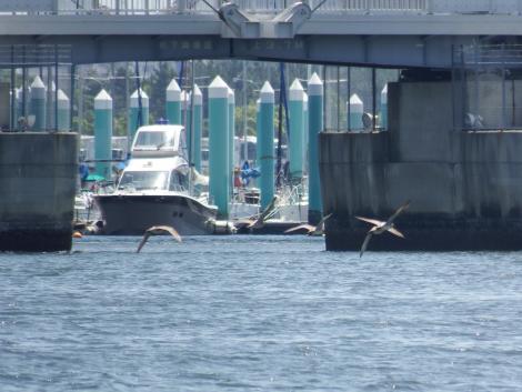 チュウシャクシギ