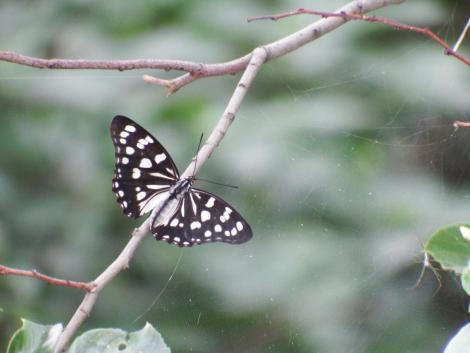 ゴマダラチョウ