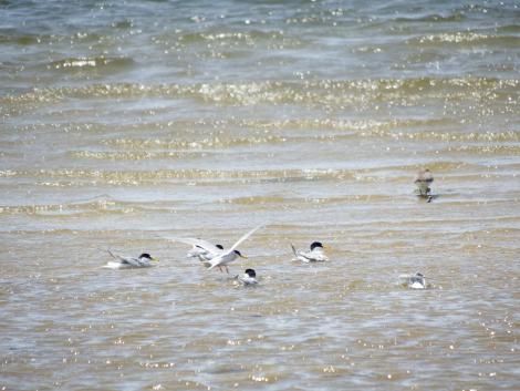 キアシシギとコアジサシ